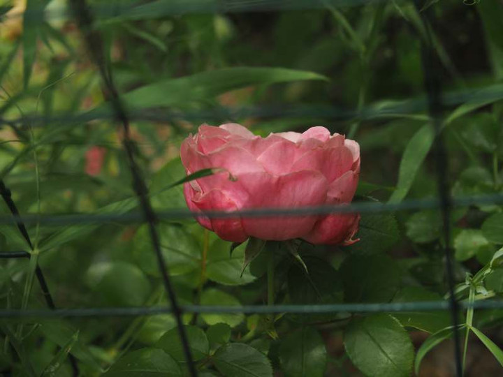 P5227262