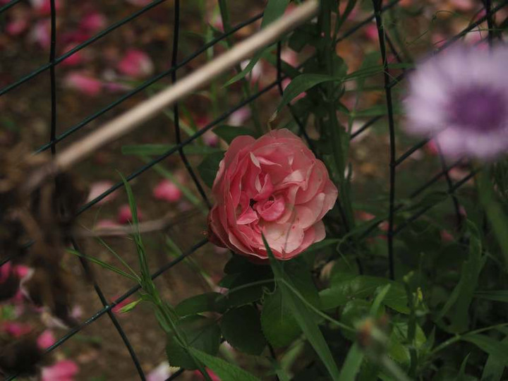 P5227263