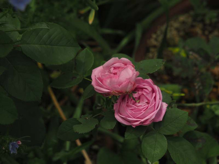 P5227266