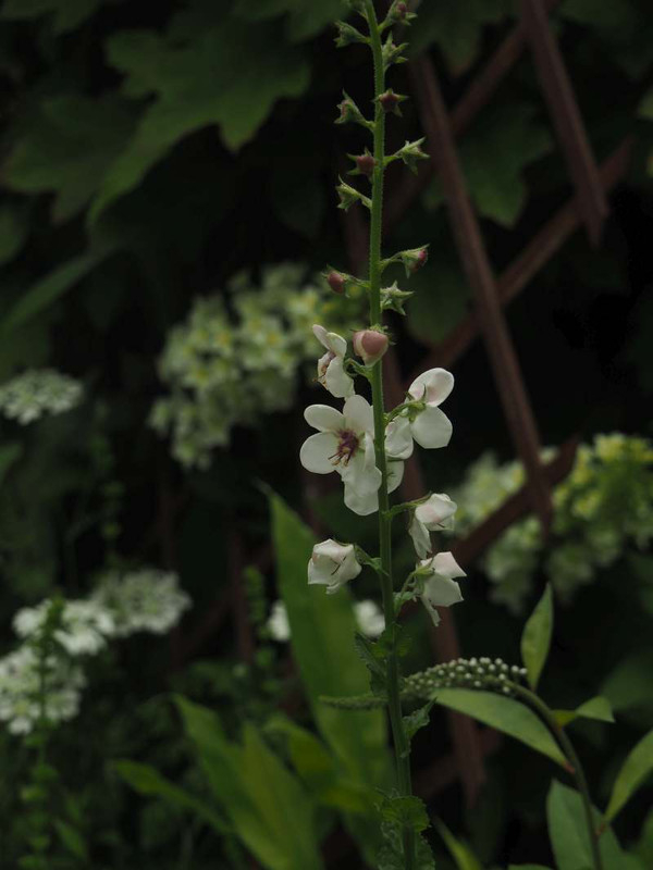 P5227282