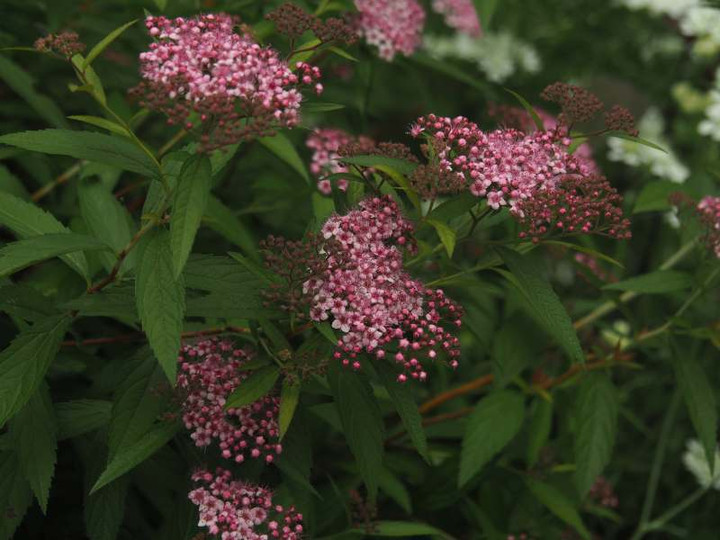 P5227283