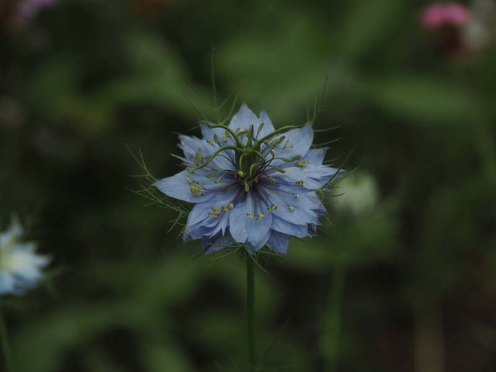 P5227298