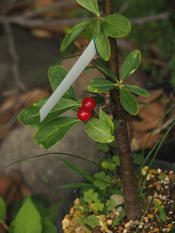 P5227310