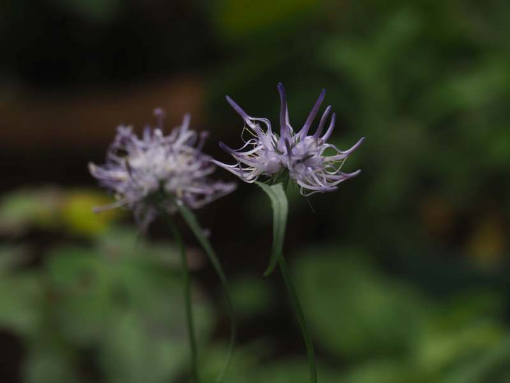 P5227311