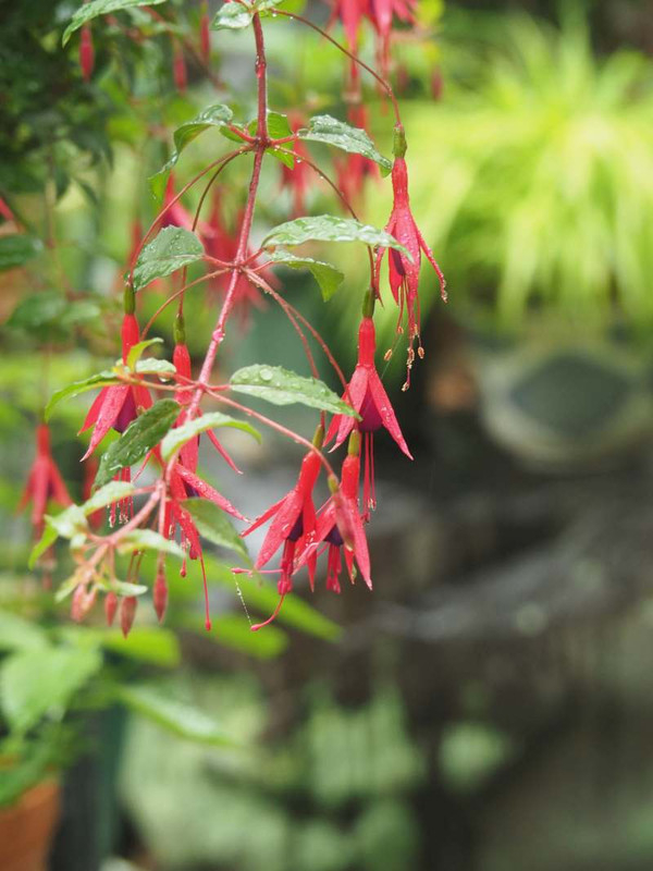 P5237327