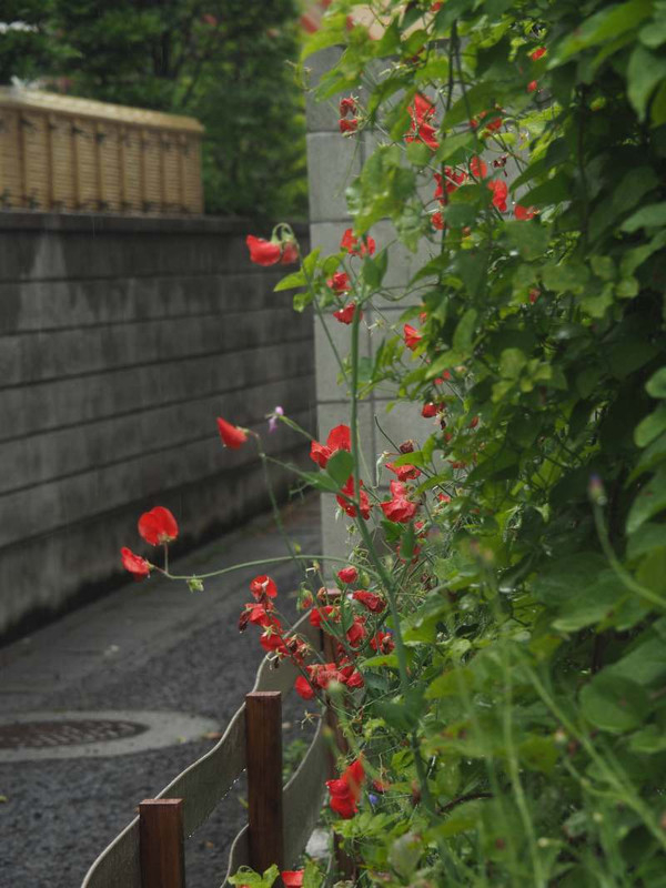 P5237335