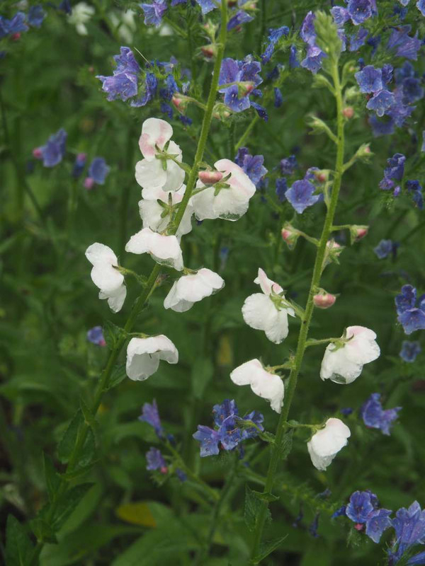 P5237342