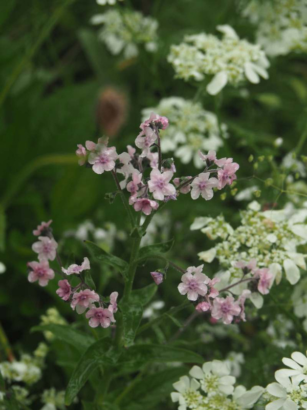 P5237343