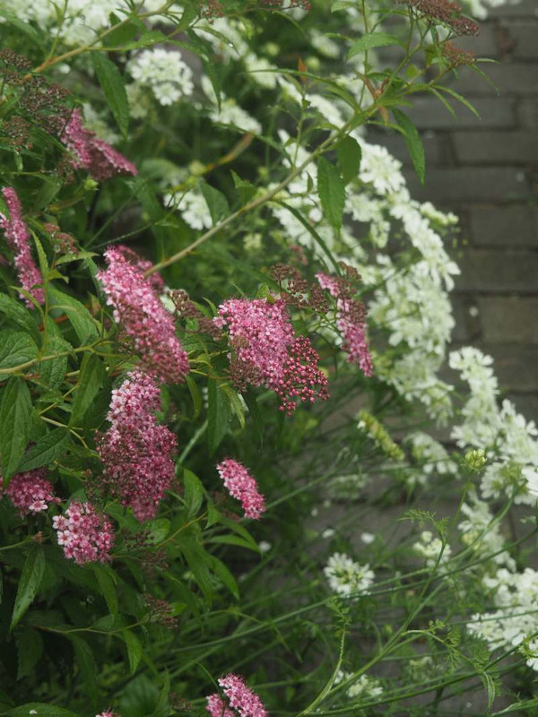 P5237344