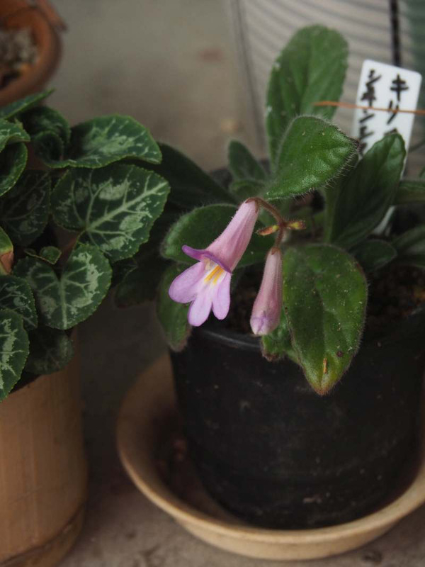 P5237346