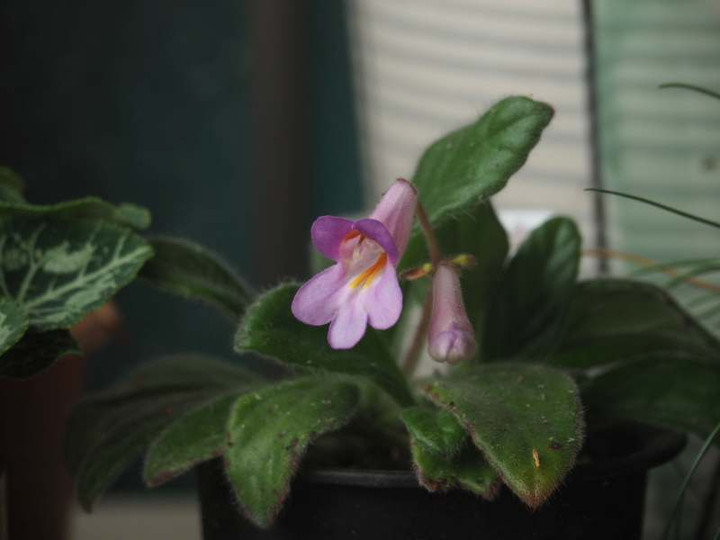 P5237347