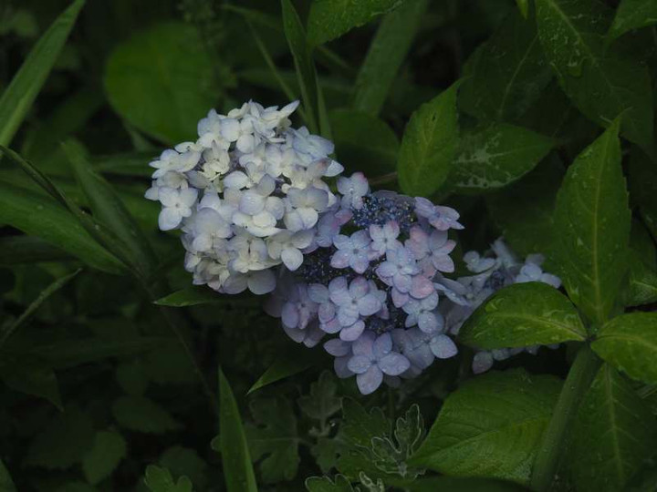 P5237349