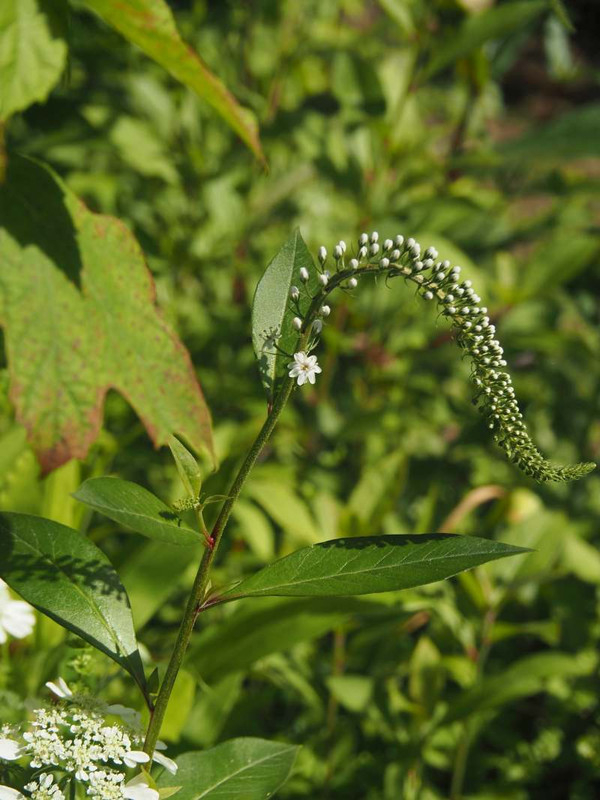 P5247358