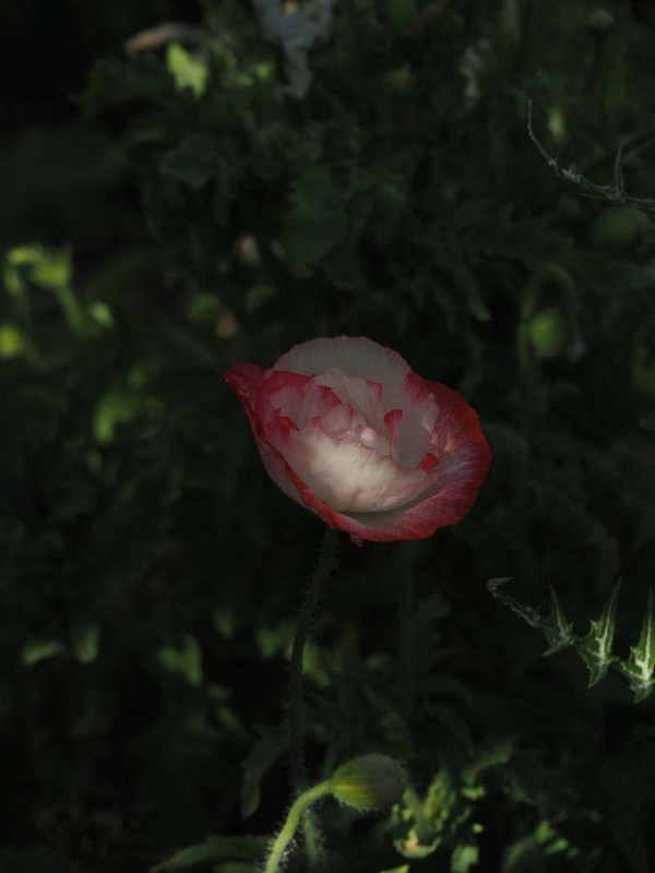 P5247360