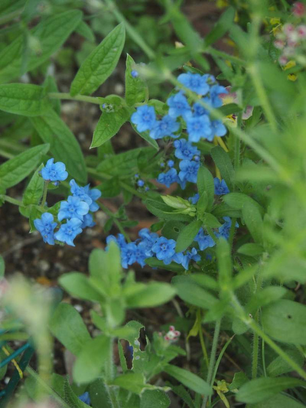 P5247363