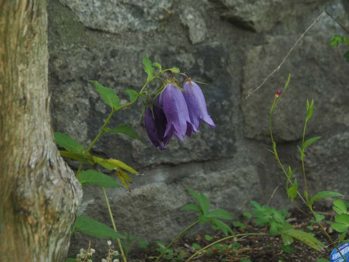 P5247367