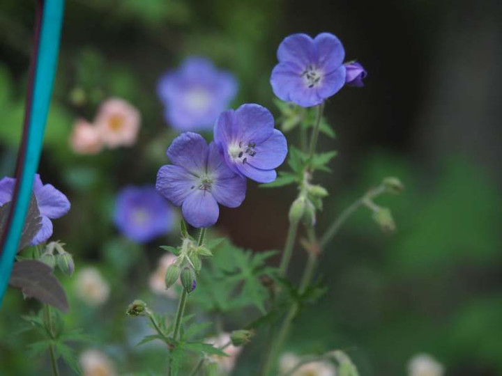P5257377