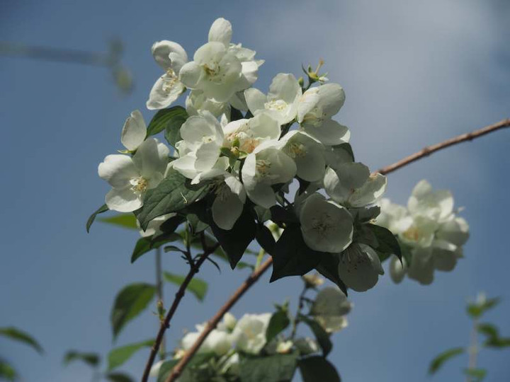 P5257380