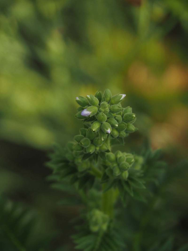 P5257389