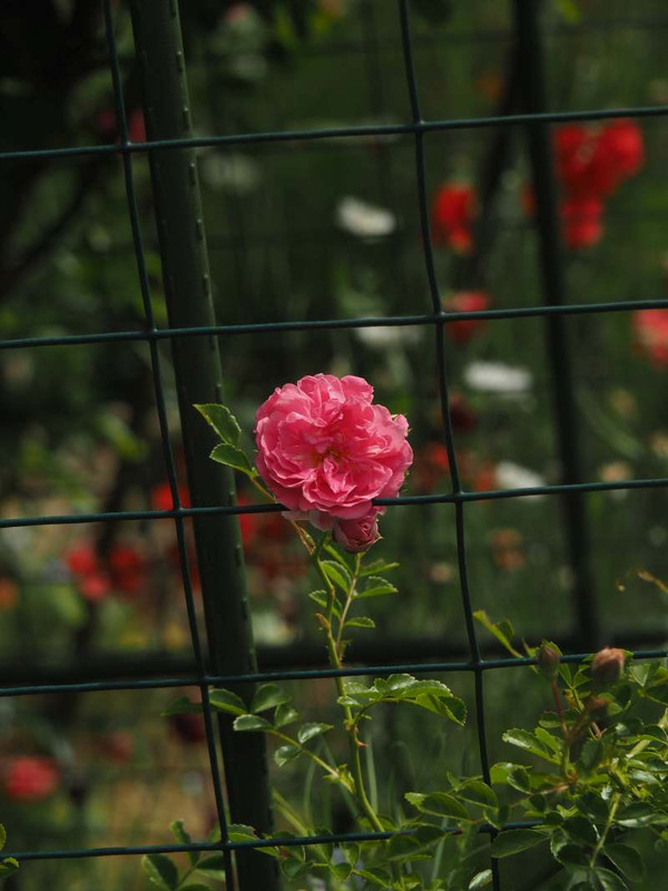 P5257397