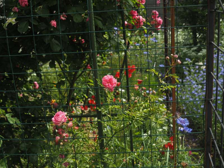 P5257398