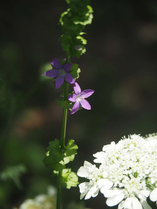 P5257400
