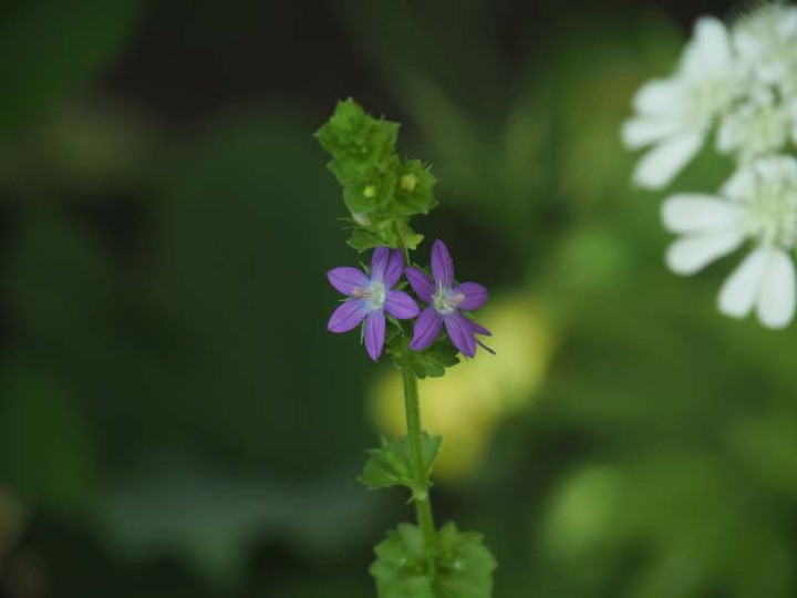 P5257401