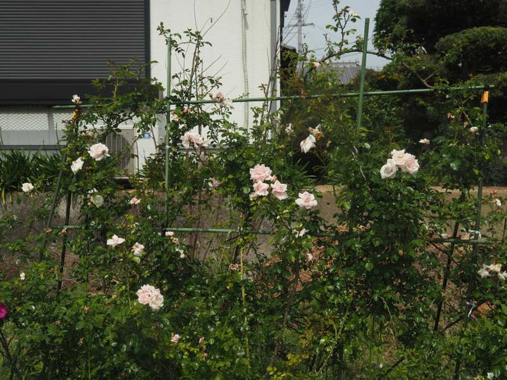 P5257404