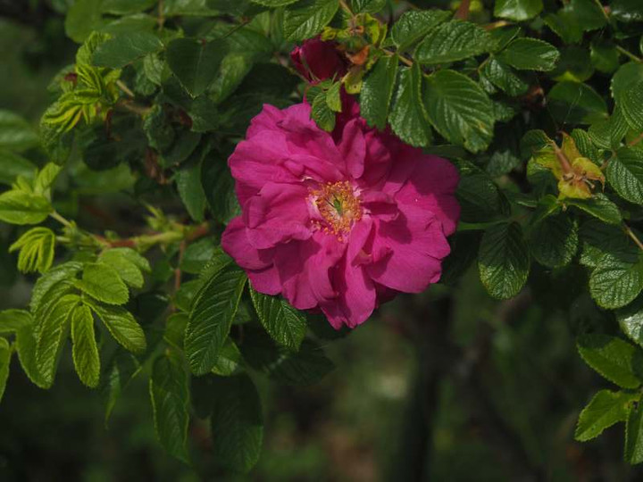 P5257405