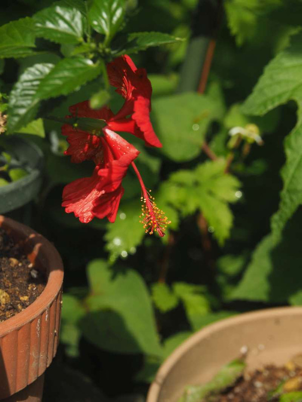 P5277412