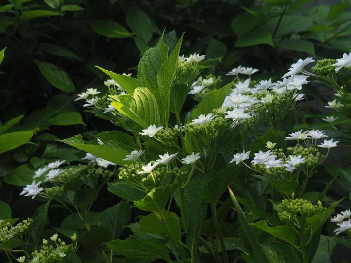 P5277413