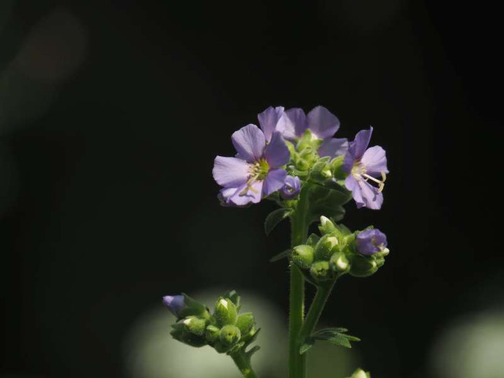P5277418