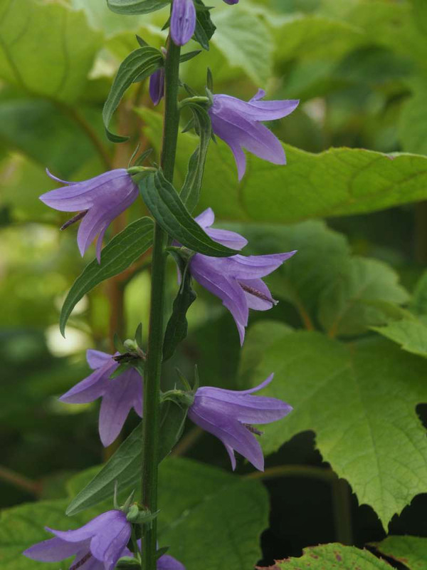 P5277443