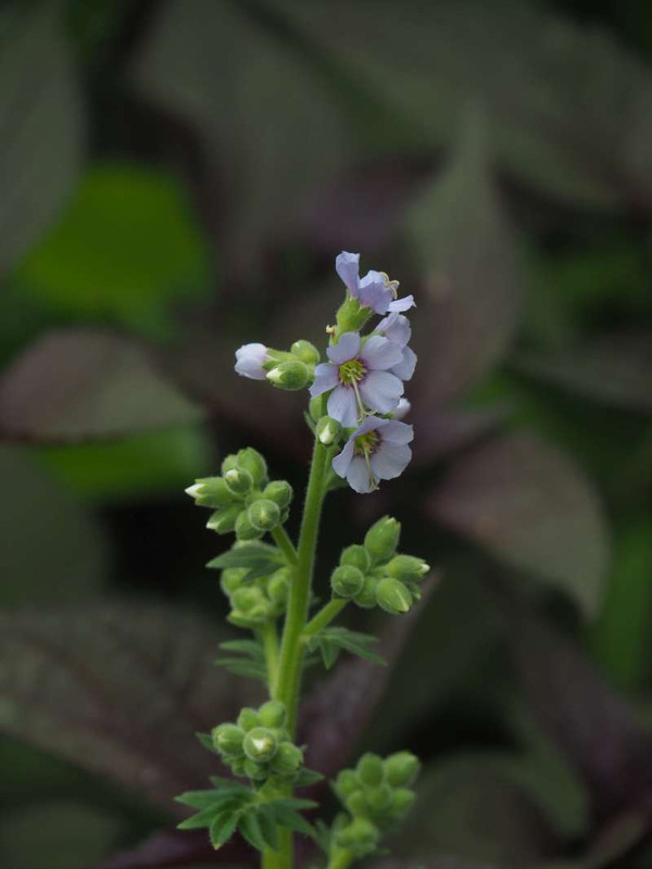 P5277454