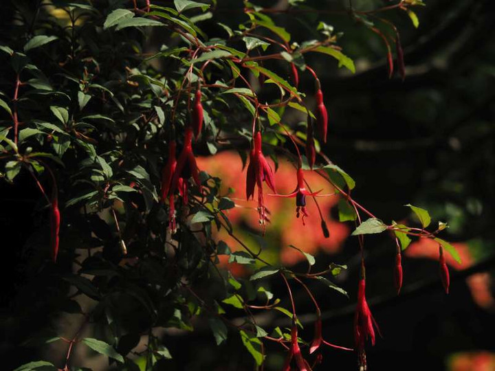 P5277463