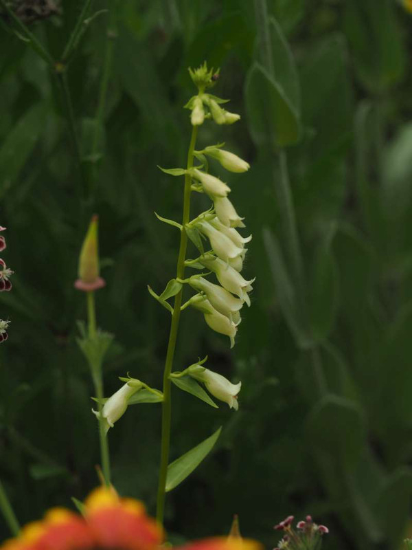 P5287477