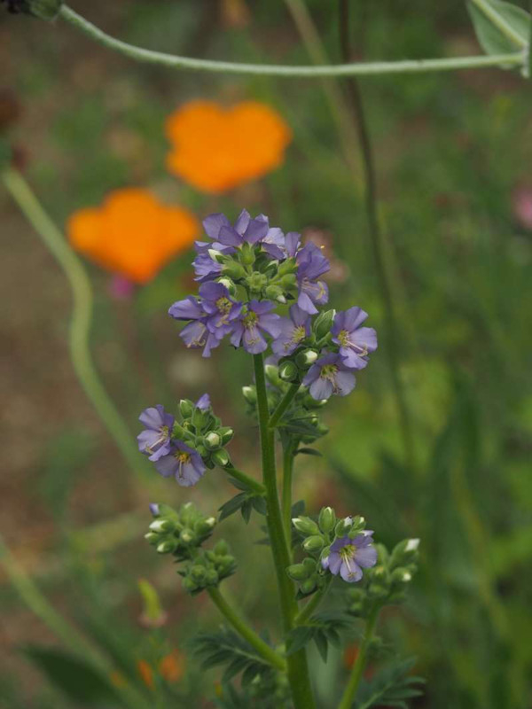 P5287481