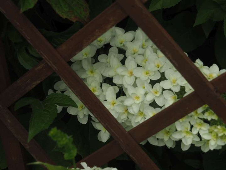 P5287484