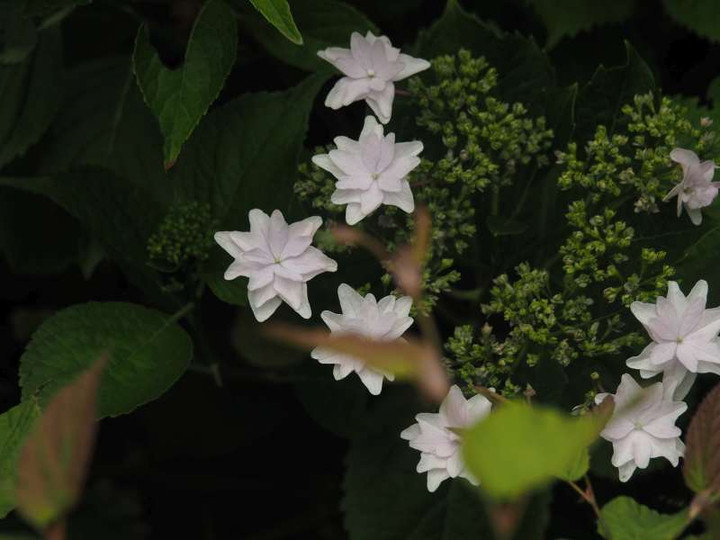 P5287485