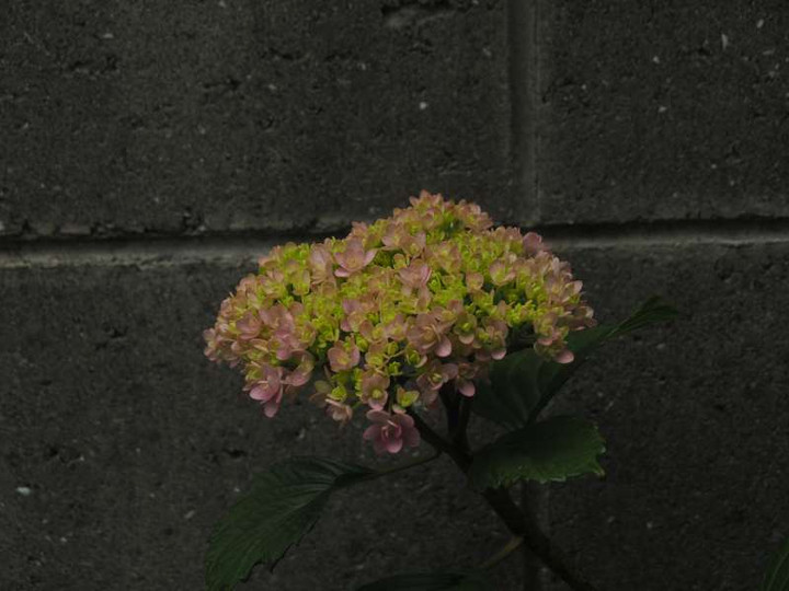 P5287487