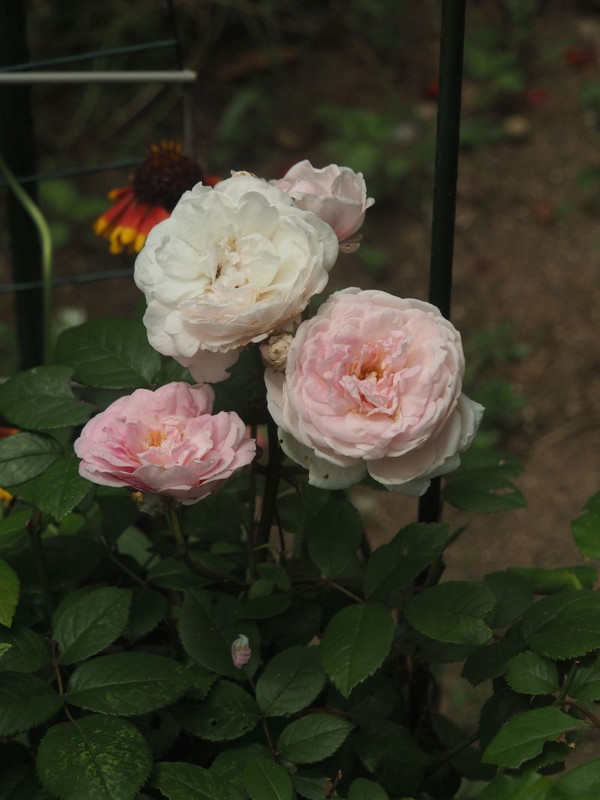P5297500