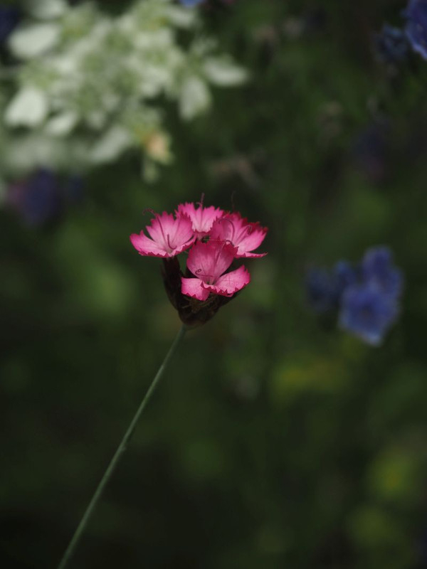 P5297506s