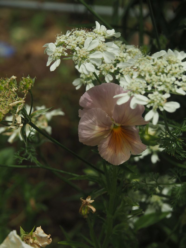 P5297508