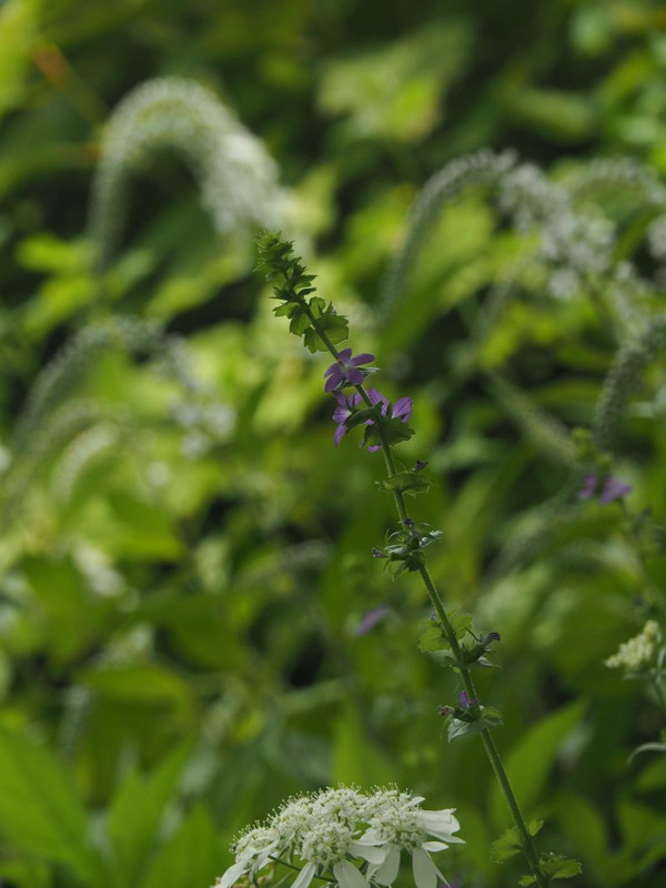 P5297511