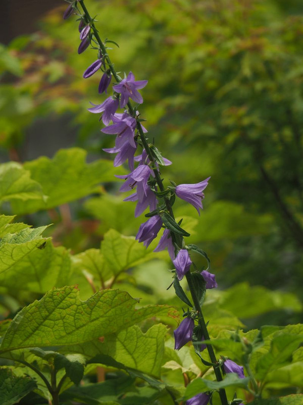 P5297512
