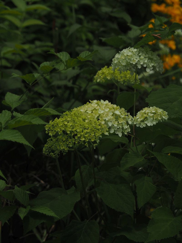 P5297514
