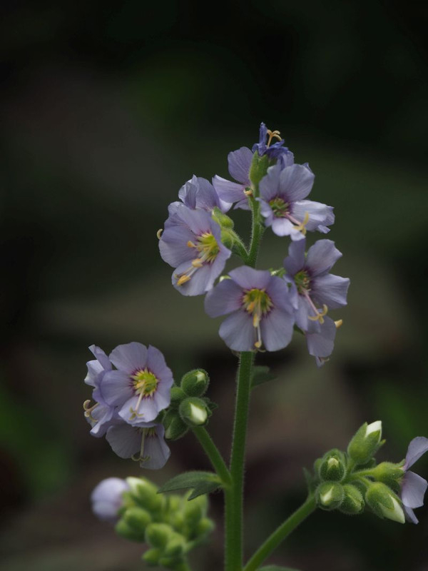 P5297515