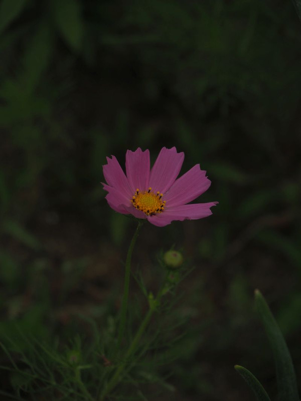 P5297523