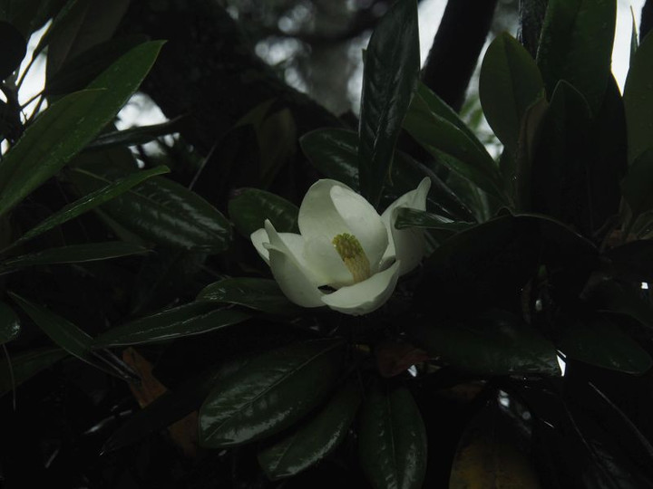 P5307525