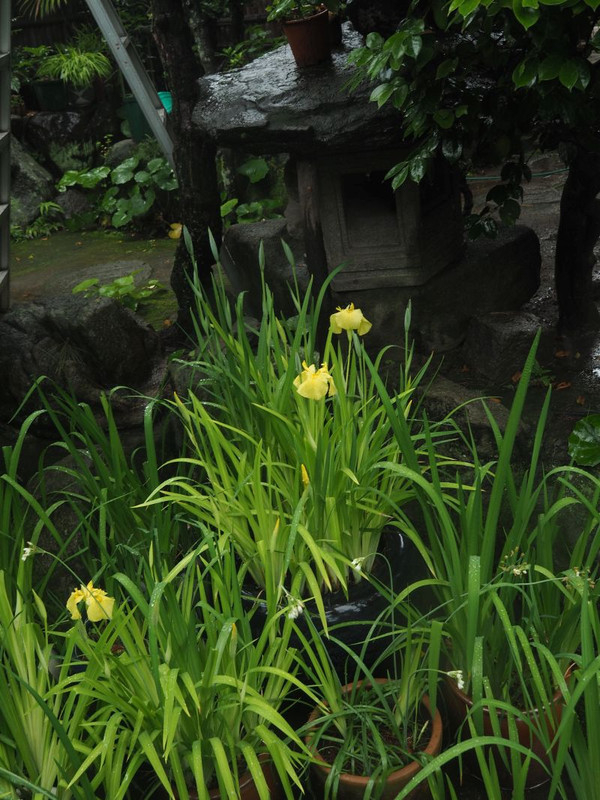 P5307530